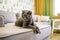 Grey cat scottish fold lies and rests on the sofa in the modern living room with a white shelving