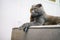 Grey cat scottish fold lies and rests on the sofa in the modern living room with a white shelving