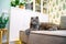 Grey cat scottish fold lies and rests on the sofa in the modern living room with a white shelving