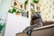 Grey cat scottish fold lies and rests on the sofa in the modern living room with a white shelving