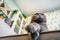 Grey cat scottish fold lies and rests on the sofa in the modern living room with a white shelving