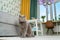 Grey cat scottish fold sits near gel balloons, festive mood