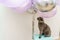 Grey cat scottish fold sits near gel balloons, festive mood