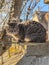 Grey cat sitting with flowering plum tree