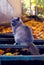 A grey cat is sitting on the steps of the stairs.