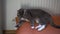 Grey cat sleeping on orange couch next to a radiator. Lazy domestic pet resting inside on a cold winter day