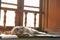 Grey cat sleeping and sunbathing by the wooden window