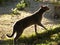 A grey cat sniffing with backlighting