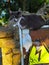 Grey cat on a stone fence with sticker energy