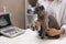Grey cat at ultrasound procedure in veterinary clinic,