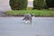 Grey cat walking across an aspalt road with grass and bushes in the background