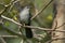 Grey Catbird - Dumetella carolinensis