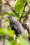 Grey Catbird (Dumetella carolinensis)