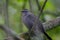 Grey Catbird perched in a tree