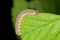 Grey Caterpillar