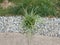 Grey cement path with stones and green grasses