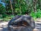 grey charcoal coloured large boulder in a Melbourne park