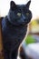 Grey chartreuse cat with bright yellow eyes lookig forward on the background of defocused. Animal portrait