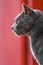 A grey chartreux cat looking sideways