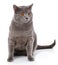 Grey Chartreux cat with yellow eyes