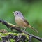 Grey-cheeked Fulveltta