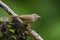 The grey-cheeked fulvetta