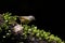 Grey-cheeked Fulvetta,Alcippe morrisonia