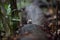 Grey-chested jungle flycatcher