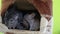 Grey Chinchilla and groups sleeping in burrow