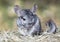 Grey chinchilla outdoors