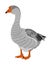 Grey Chinese Goose vector illustration isolated on white background.