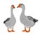Grey Chinese Goose vector illustration isolated on white background. Goose couple in love isolated on white background.