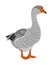 Grey Chinese Goose vector illustration isolated on white background. Goose isolated on white background.