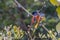 Grey-Chinned Minivet from the montane forest