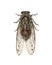 Grey Cicada, isolated