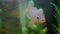 Grey cichlid fish swimming around in aquarium : close up