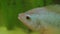 Grey cichlid fish swimming around in aquarium : close up