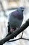 Grey city pigeon