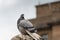 Grey City Pigeon