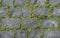 Grey coble stone background. Close up top view of monotone gray brick stone. Sidewalk or pavement with green grass