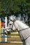 Grey colored beautiful jumping horse canter with her rider