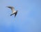 Grey Colored Bird Flying High in Clear Blue Sky - Natural Background