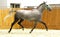 Grey colored lipizzan horse runs in riding hall