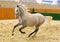 Grey colored youngster lipizzan horse galloping in riding hall