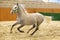 Grey colored youngster lipizzan horse galloping in riding hall