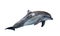 Grey common bottlenose dolphin on white