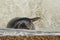 Grey common seal playing in sea