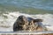 Grey common seal playing in sea