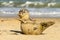 Grey common seal pup cub on sandy beach