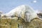 Grey common seal on rocks